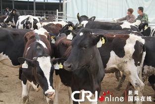 奶牛在线观看,揭秘牧场生活新体验